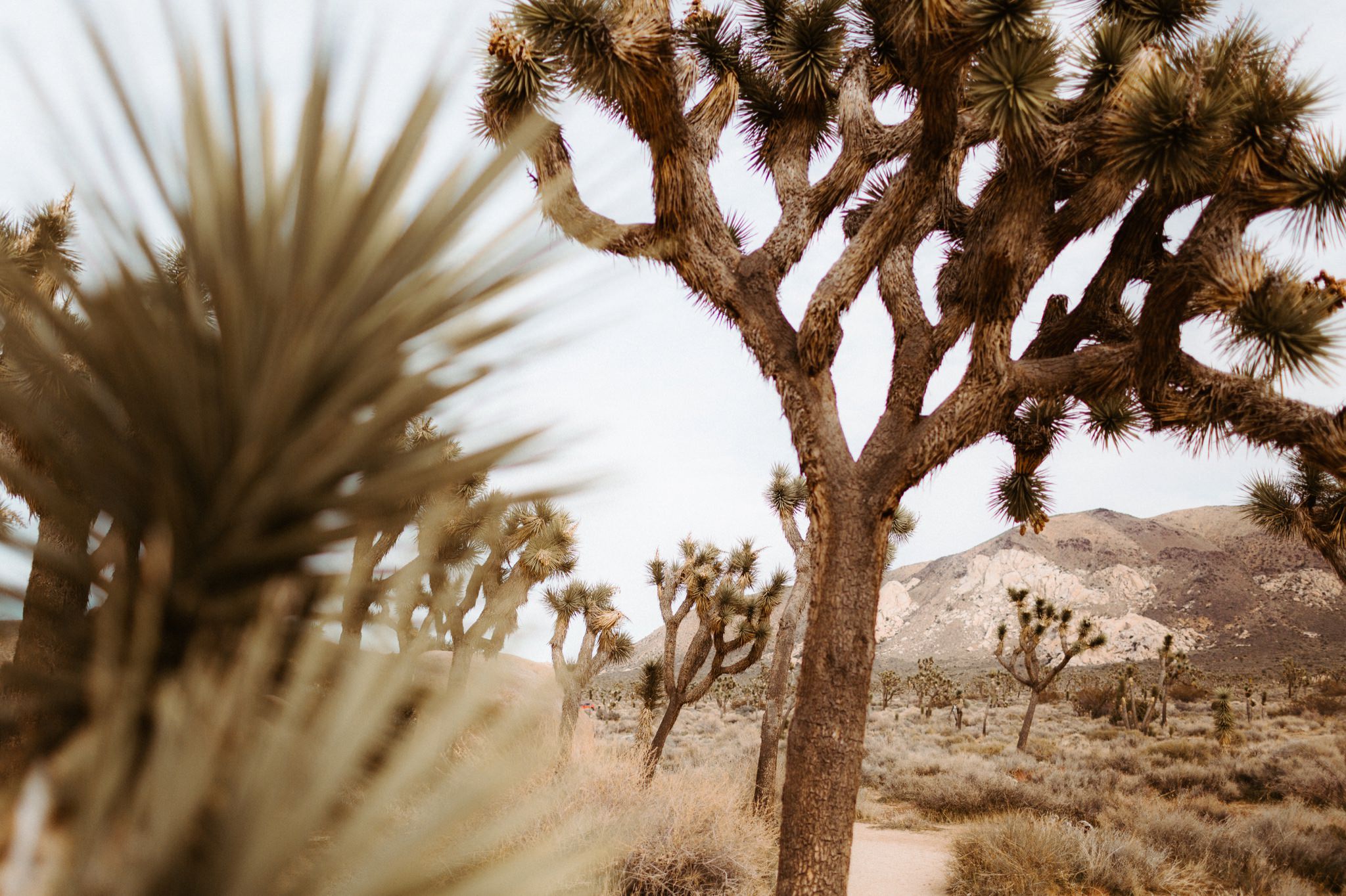 joshua tree elopement 038