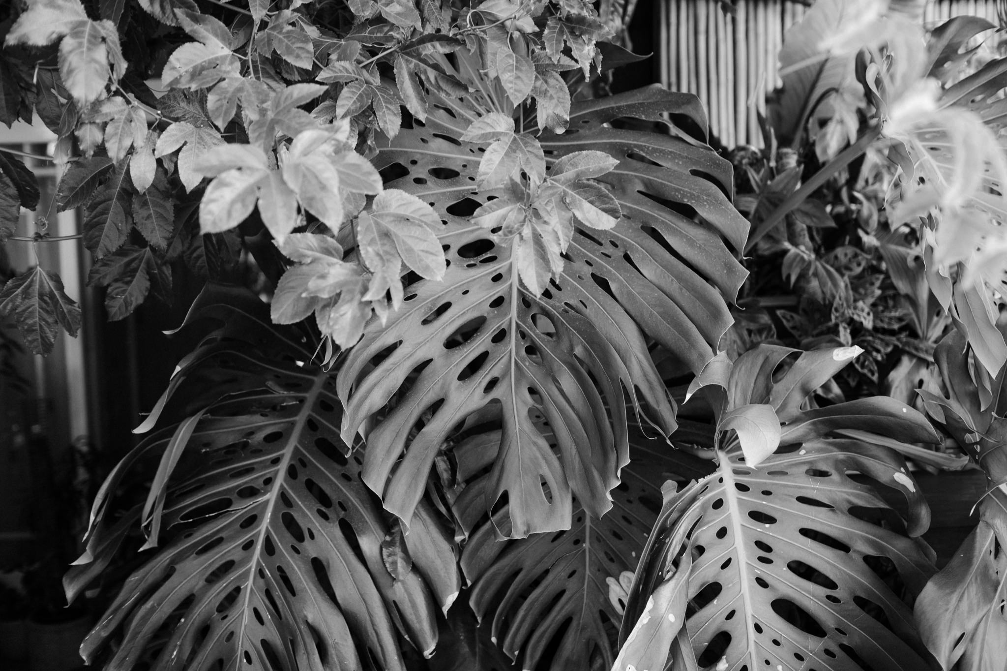 vasquez rocks wedding 002