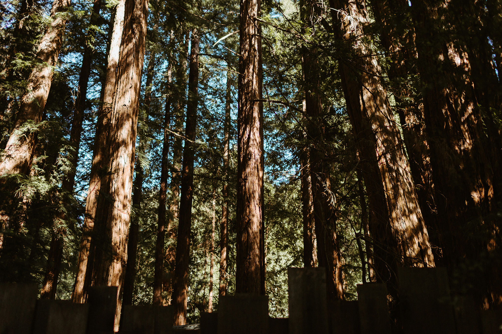 GLEN OAKS BIG SUR ELOPEMENT | THE HENDRYS PHOTOGRAPHY 6 glen oaks big sur elopement trees